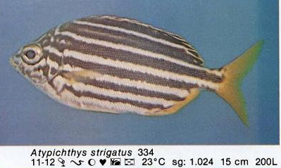 Atypichthys strigatus
